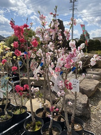 花桃 2021/04/10 05:59:26