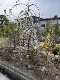 おはようございます 2024/04/07 09:10:19
