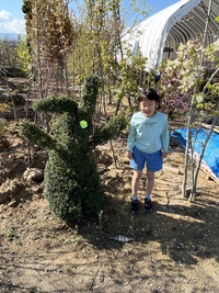 おはようございます 本日からはじまります 西田司園の植木市 2022/05/03 08:00:40