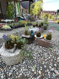 苔玉タイム 2022/05/05 14:31:29