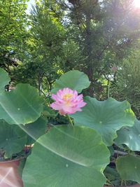 蓮の華 2021/09/13 10:18:09