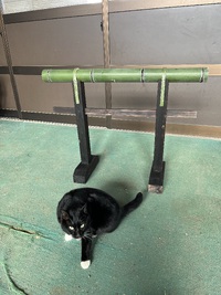 猫も気になっている アレです 2024/03/02 17:23:01