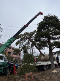 飛騨の赤松 京都へ 2023/03/06 13:07:05