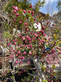 ハナカイドウ 2021/04/09 10:23:23