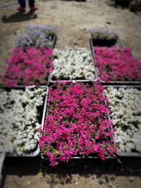 芝桜入荷致しました❗️ 2022/04/12 15:10:27