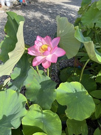 一輪咲きました 2024/07/27 11:28:58