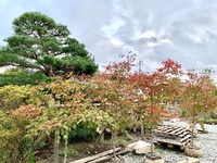 紅葉の秋ですね 2021/10/13 18:06:27