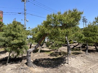 赤松もごさいます 2022/05/05 12:17:44
