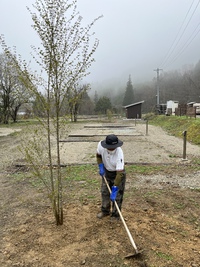 カツラの木 2022/04/15 15:04:03