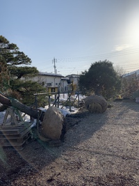園内の松の移植 2022/03/12 10:15:53
