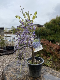 藤の花 2021/04/18 12:38:21