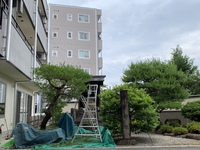 松の手入れしてます 2021/06/25 10:34:18