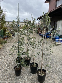 入荷しました！ 2021/04/13 11:39:59