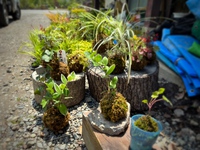 苔玉の調子はいかがでしょうか？ 2022/05/23 09:19:59
