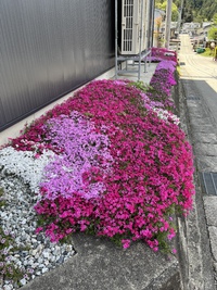 芝桜が満開です❗️ 2022/05/07 11:46:46