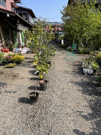 暑いですね〜☀️ 2022/05/04 09:37:50