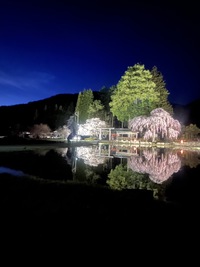 夜桜