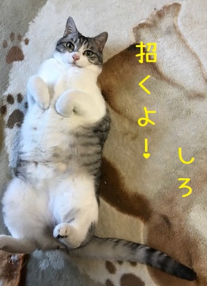 ☆彡　招き猫(*^-^*)　しろ君　☆彡