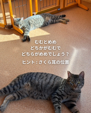 もふっこ感謝祭・猫の譲渡会に参加します