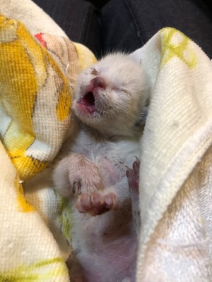 ⭐️生まれたて子猫　大雨の日に⭐️