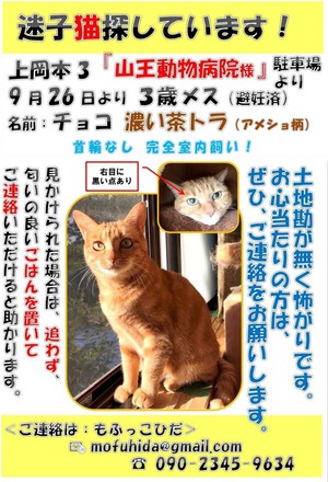 引き続き 猫ちゃんを探しています Npo法人 もふっこひだ 広報部