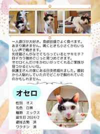 もふっこ感謝祭・猫の譲渡会に参加します