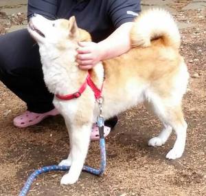 おとなしい柴犬 里親さん募集 Npo法人 もふっこひだ 広報部