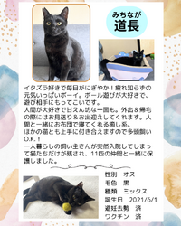 もふっこ感謝祭・猫の譲渡会に参加します