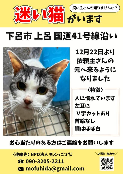 迷い猫？情報【拡散希望】