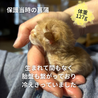 一時は生死を彷徨った2匹が幸せを掴みました♡