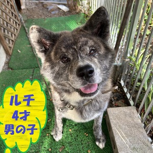 ★秋田犬里親募集! 元気いっぱいになりました★ ★秋田犬里親募集! 元気いっぱいになりました★