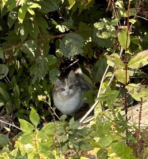 【また!御嶽山麓に捨て猫が!】 【また!御嶽山麓に捨て猫が!】