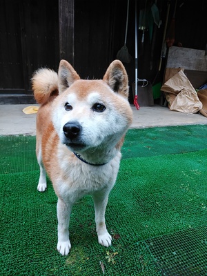 神岡町 迷子の柴犬 Npo法人 もふっこひだ 広報部