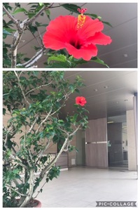エントランスで咲くかわいい花★