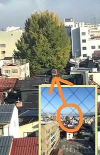 国分寺の大銀杏★