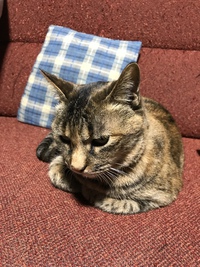お昼のみの営業です 2021/12/05 06:10:53