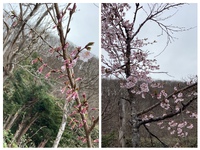 開花しました