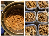 納豆を作りました 2024/09/18 06:36:35
