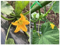 お花も可愛い❤️ 2024/06/14 06:31:41