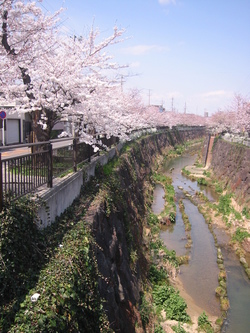 昨日の桜巡り