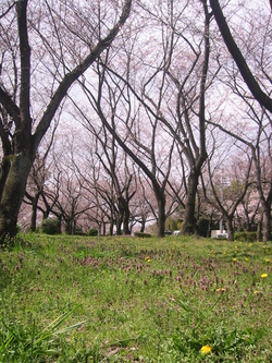 昨日の桜巡り