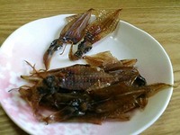 ほたるいか