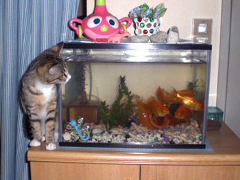 金魚を狙うトラ