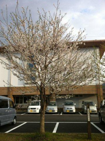 萩原は五部咲き