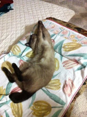 花火 の 夜 ①