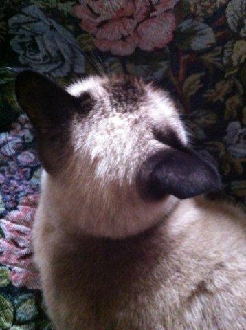 つい呼んでしまうの♪