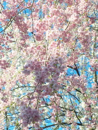 サイクリング＆桜 Vol.2