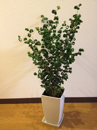 グリーンのプレゼント