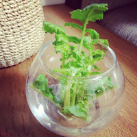 観葉植物にしてみた♪