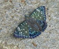 スミナガシ≪墨流し≫ 2021/10/10 23:58:55